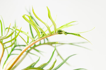 Philodendron Tortum plant with young twisted leaf © ansyvan