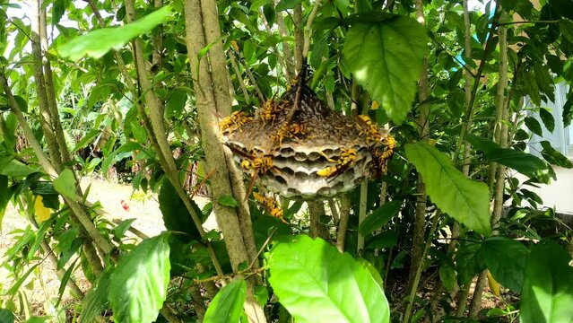 危険生物,ハチが集まる