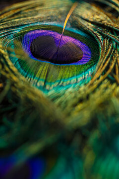 Peacock feather background.