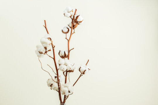 Cotton flower branch bouquet on light background