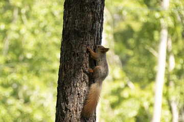 a squirrel sits on a tree in summer