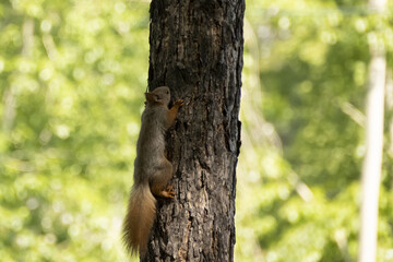 a squirrel sits on a tree in summer