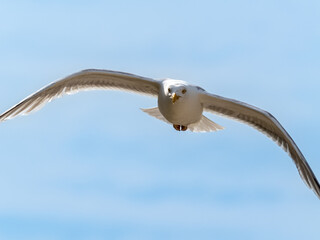 Möwe