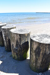 Naklejka premium Ostsee - Polen - Wasser - Vögel - Holzstämme - Strand
