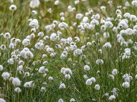 Wollblume Bilder Durchsuchen 2,239 Archivfotos, und