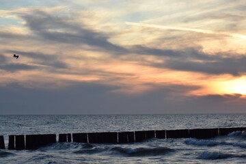Obraz premium Ostsee - Polen - Möven - Wasser - Strand