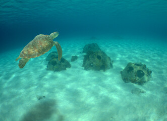 sea ​​turtle in its natural environment, caribbean sea