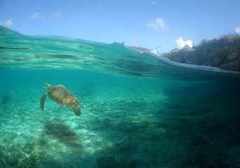 Fototapeta na wymiar sea ​​turtle in its natural environment, caribbean sea