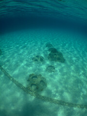clear water under the sea, in the beautiful caribbean sea