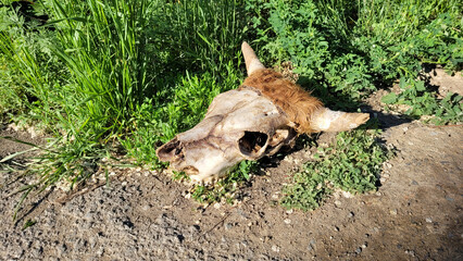 The skull of a dead cow lies on the road remains of a eaten animal.