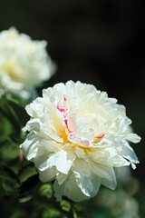 White peony