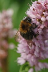 Bumblebee on a flower