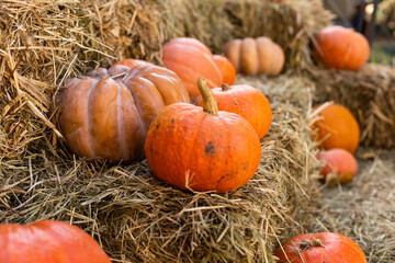 Orange pumpkins in the field for hallowen and fall background