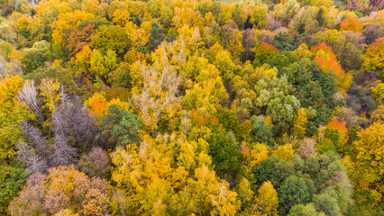 Colorful backround image of autumn leaves perfect for seasonal use