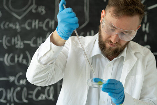 Male sientist dropping pipette a sample into a Petri dish with green plant in laboratory, Biotechnology