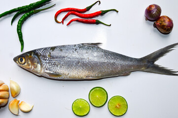 Fresh raw milkfish fish with white background. Seafood