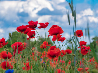 Wunderschöne rote Mohnblumen im Sommer