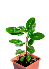 Bush Catharanthus in a flower pot on a white background. close-up