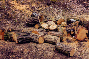 A cut down old tree covered with moss is in the forest. bars