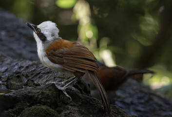 Beautiful White-crested laughingthrush perching on the rock , Thailand