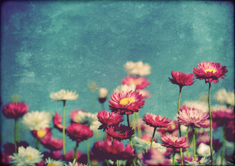Grunge textured spring summer nature background of Australian pink and white everlasting daisies under a blue sky.