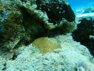 Naklejka na ściany i meble Small eyed star coral or blushing star coral (Stephanocoenia intersepta) undersea, Caribbean Sea, Cuba, Playa Cueva de los peces