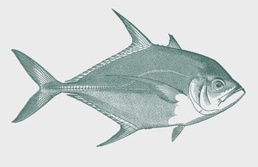 Longrakered trevally ulua mentalis, tropical coral reef fish in side view