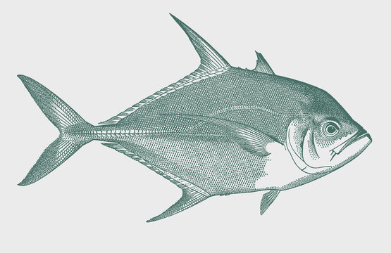 Longrakered trevally ulua mentalis, tropical coral reef fish in side view