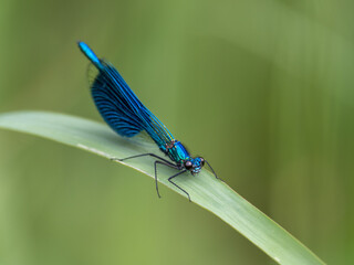 Libelle