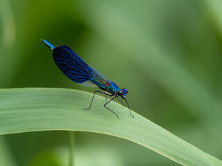 Libelle
