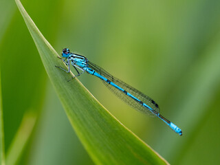 Libelle