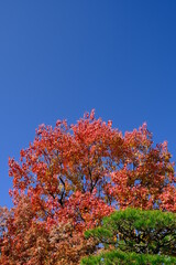 Fototapeta premium tree