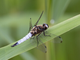 Libelle