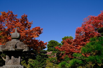 japanese garden in autumn