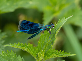Libelle