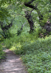 Malus coronaria, sweet crabapple,