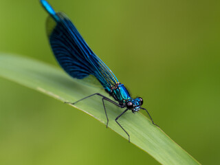 Libelle