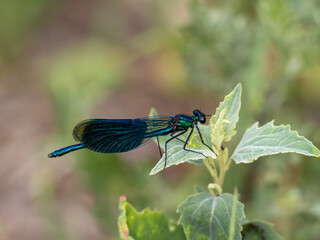 Libelle