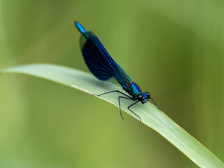 Libelle