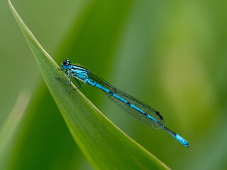 Libelle