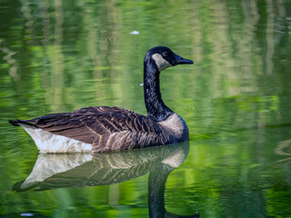 Canadian Goose in Central Park