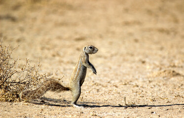 Cape Ground Squirrel, Kgalagadi