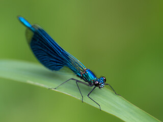Libelle