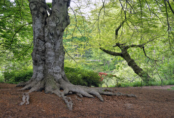 Fototapeta premium Central Park in spring