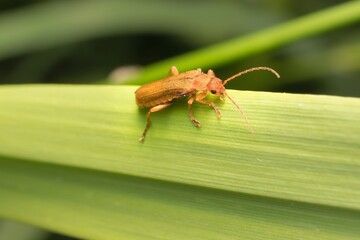 young and small beetle Elateroidea  on a leaf