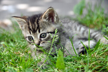 little fluffy kitten playing in the garden