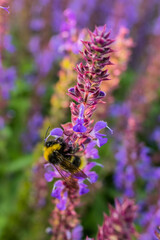 little bee on purple flowers in the park