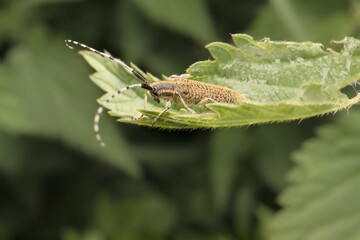 Agapanthia villosoviridescens on a leaf