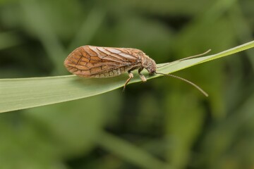 Caddisfly in detail on a leaf