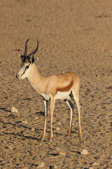 Springbok Ram in the Kgalagadi